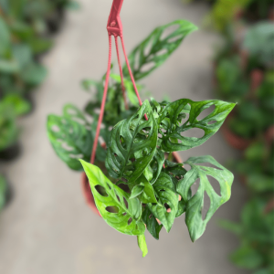 Philodendron Peruviano