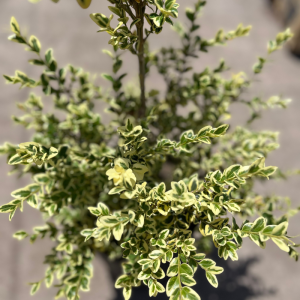 Buxus variegado