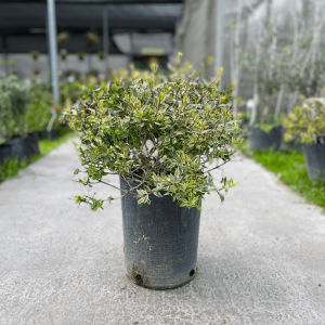 Abelia Papa di Carlo