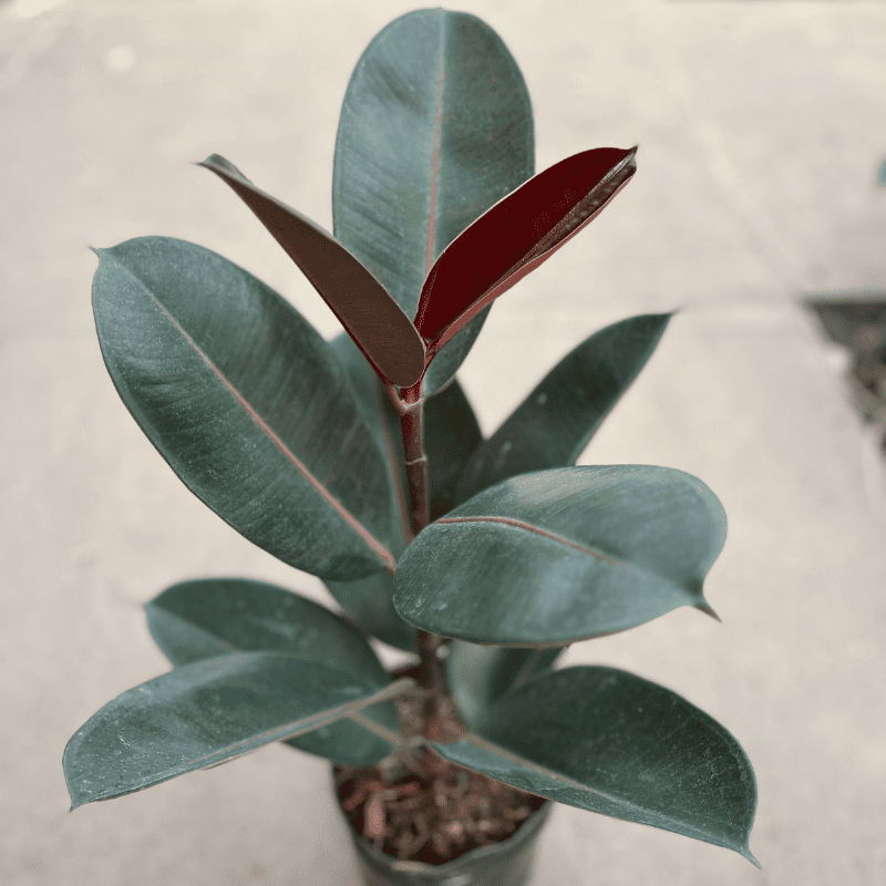 Ficus elástica Cabernet