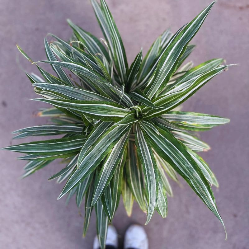 Drassena Warnecky - Imagen 2