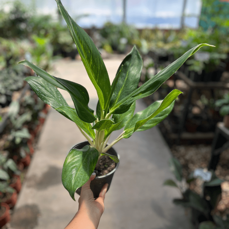 Aglaonema