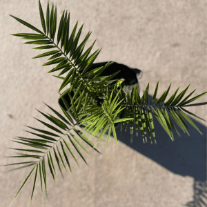Phoenix Canariensis
