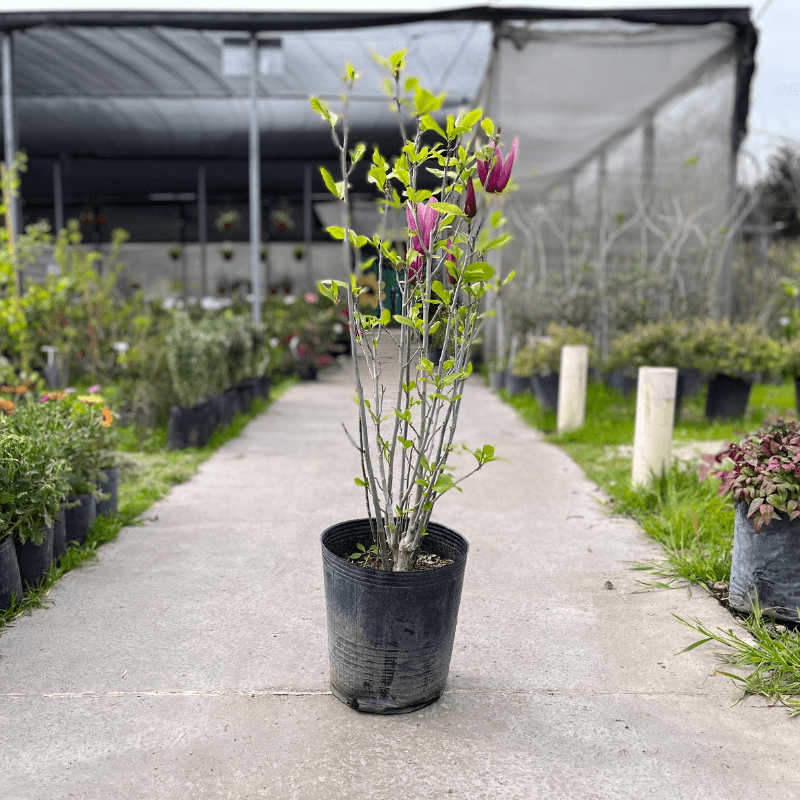 Magnolia Liliflora