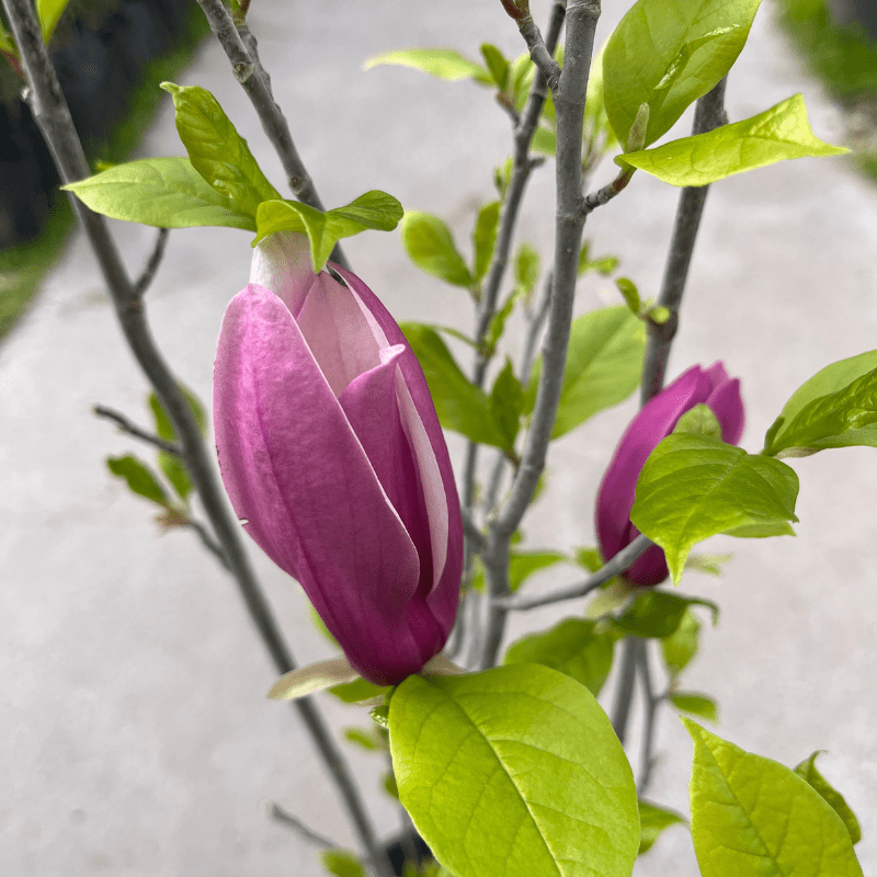 Magnolia Liliflora