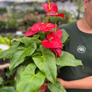 Anthurium Premium