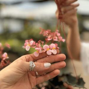 Begonia Cleopatra