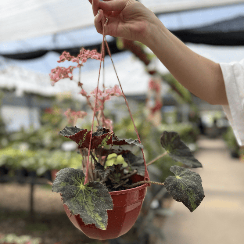 Begonia Cleopatra