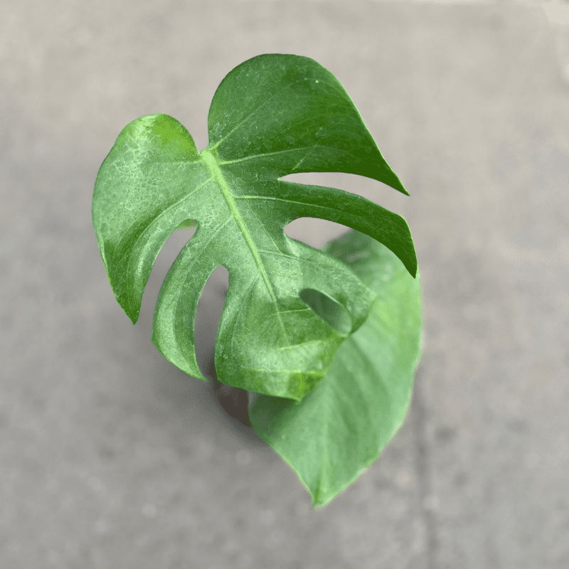 Monstera (Costilla de Adán)