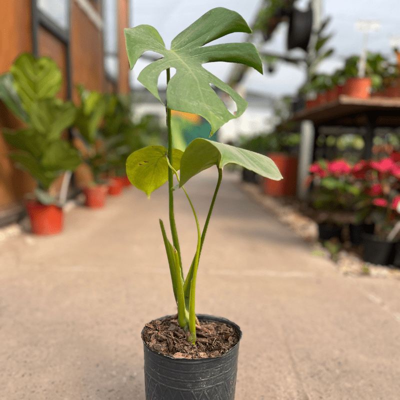 Monstera (Costilla de Adán) - Imagen 3