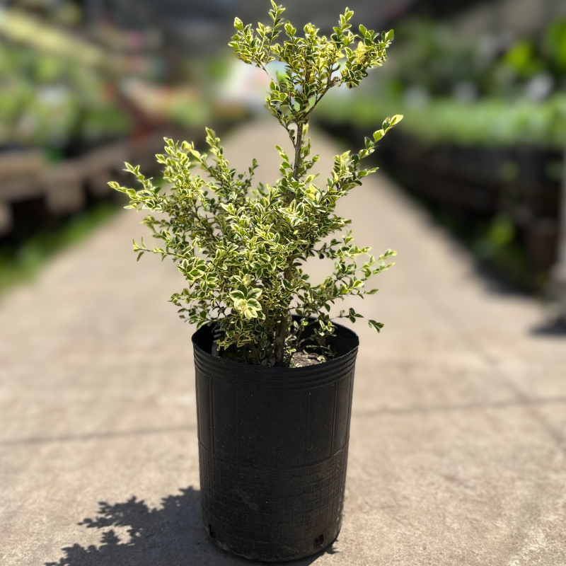 Buxus variegado