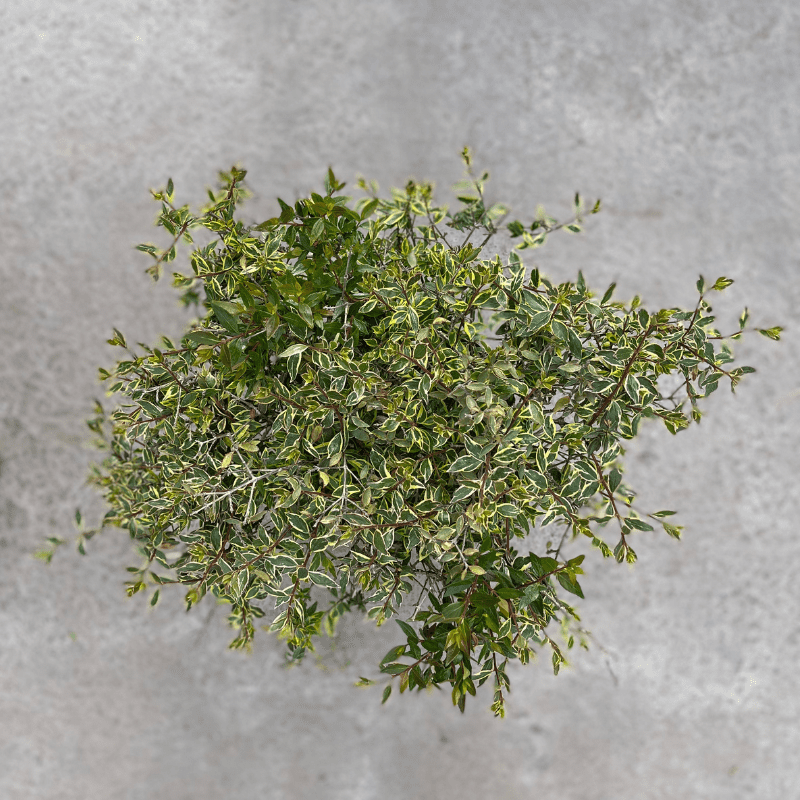 Abelia Papa di Carlo