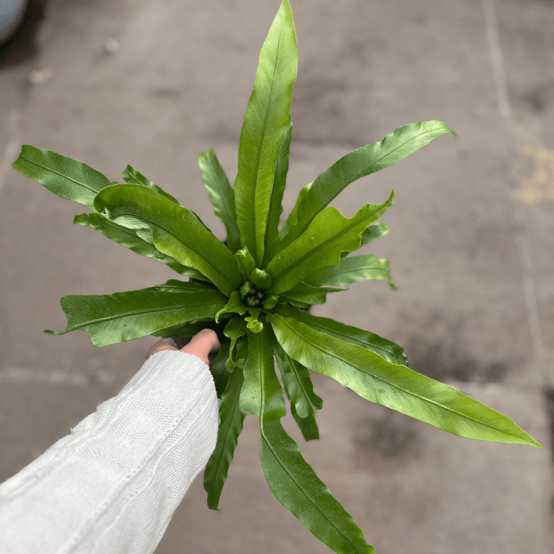 Asplenium