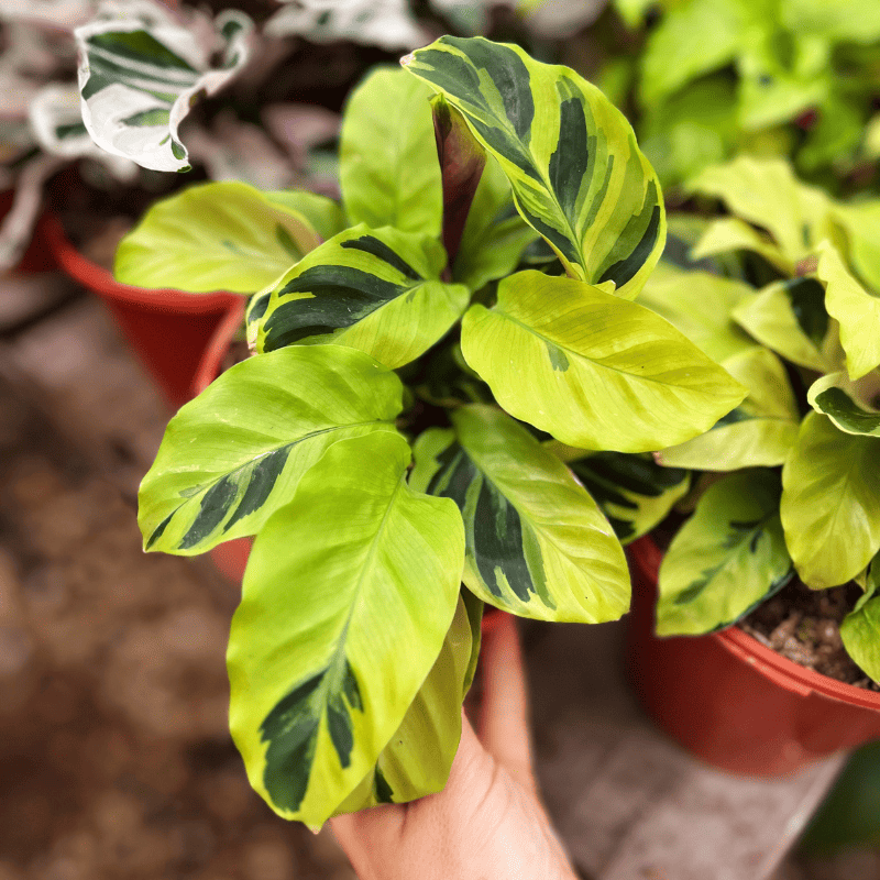 Calathea Yellow Fusion