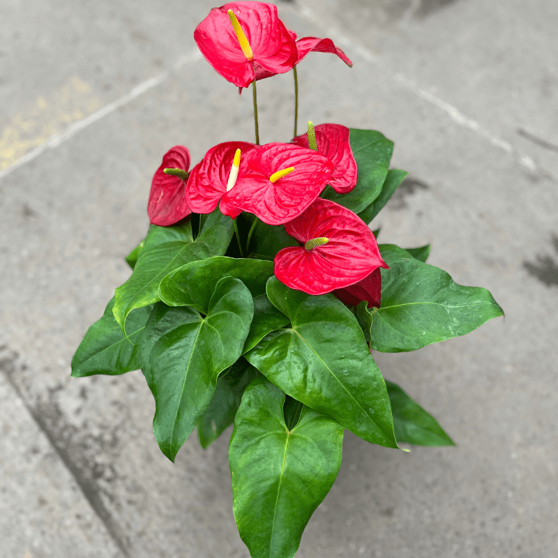 Anthurium Premium