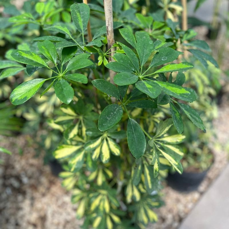 Aralia variegada