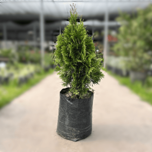 Thuja Occidentalis Smaragd