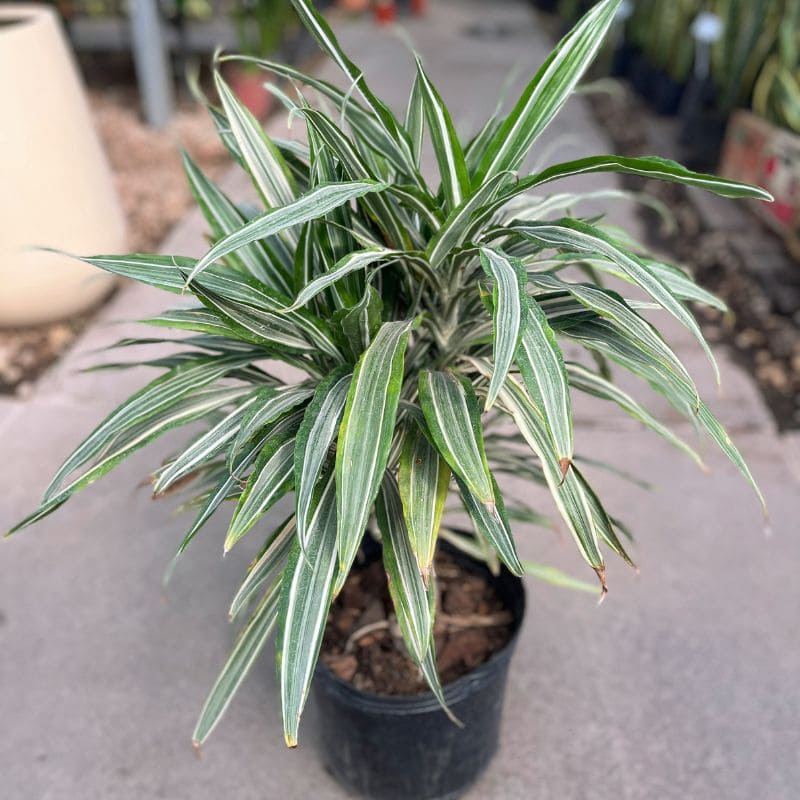 Drassena Warnecky - Imagen 3