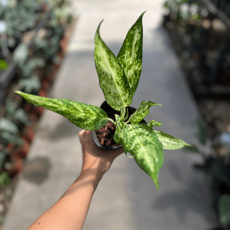 Aglaonema - Imagen 3