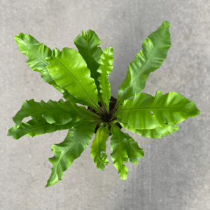 Asplenium