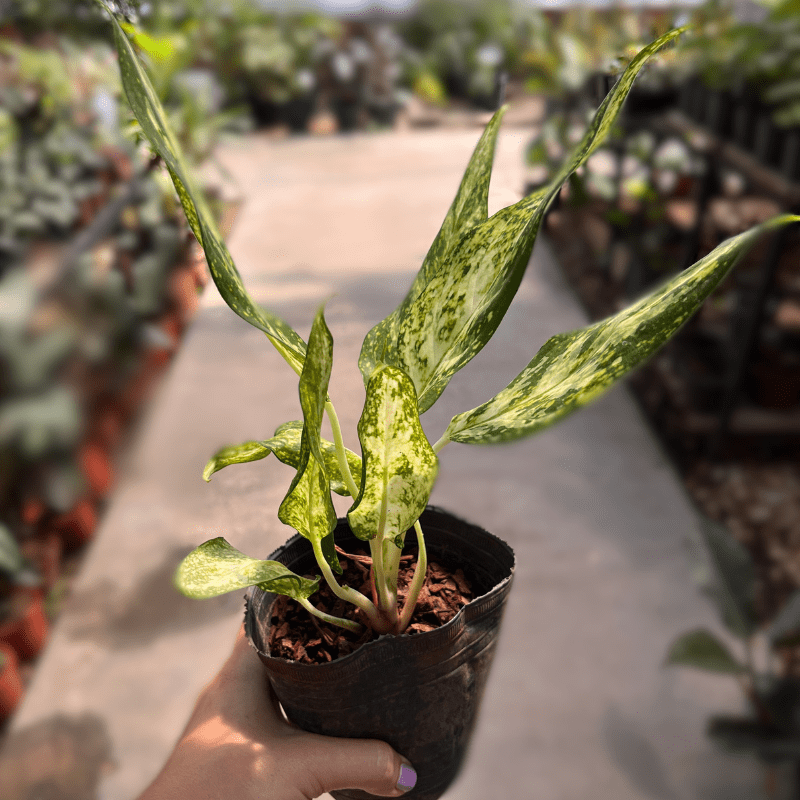 Aglaonema - Imagen 4