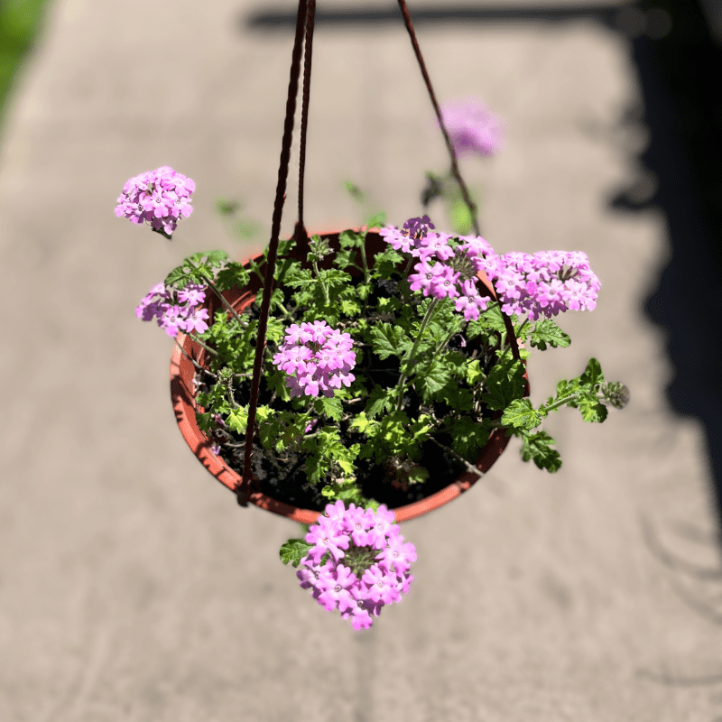 Verbena