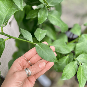 Limonero 4 estaciones E10L