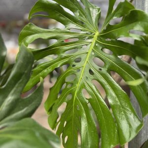 Monstera (Costilla de Adán)