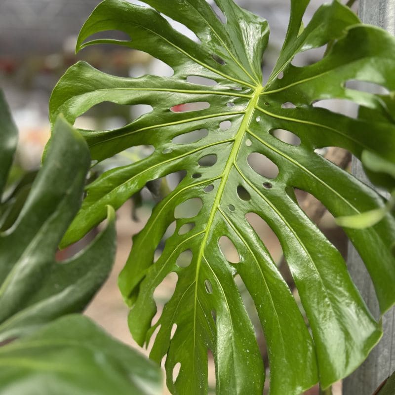 Monstera (Costilla de Adán)