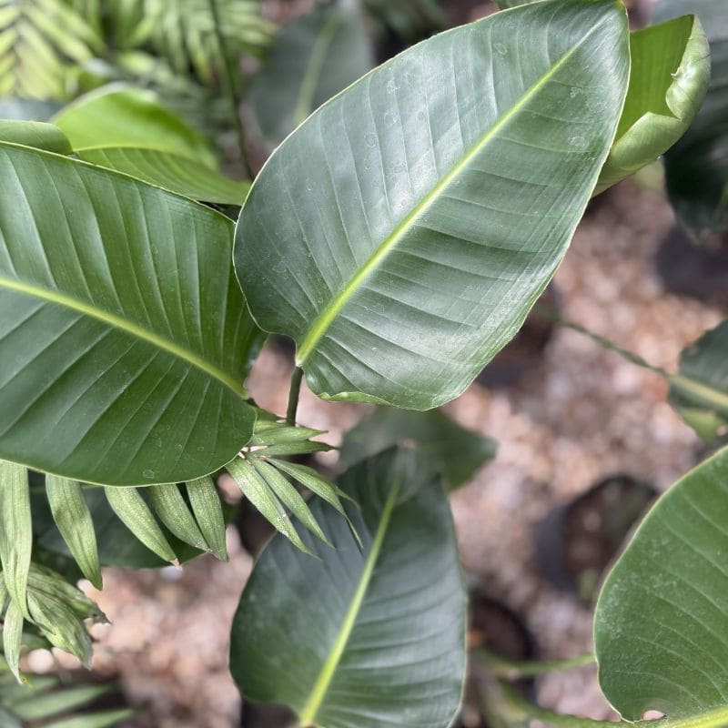 Strelitzia Nicolai baja