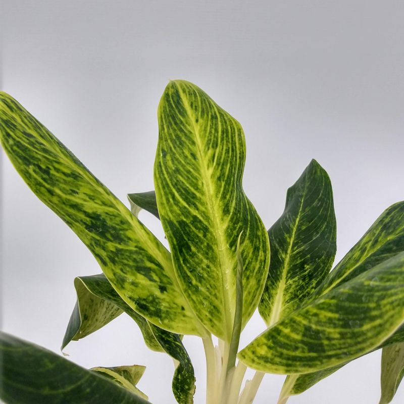 Aglaonema - Imagen 5