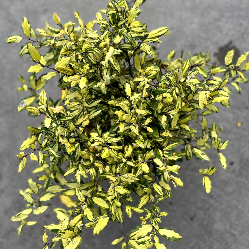 Eleagnus pungens Leticia