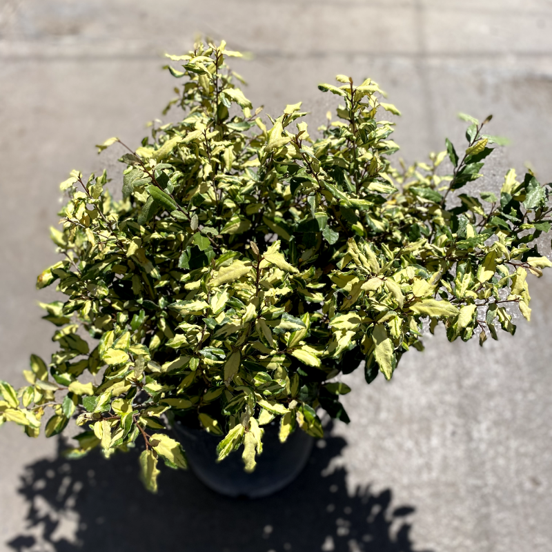 Eleagnus variegado