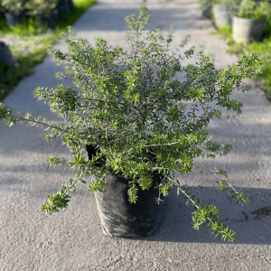 Westringia fruticosa