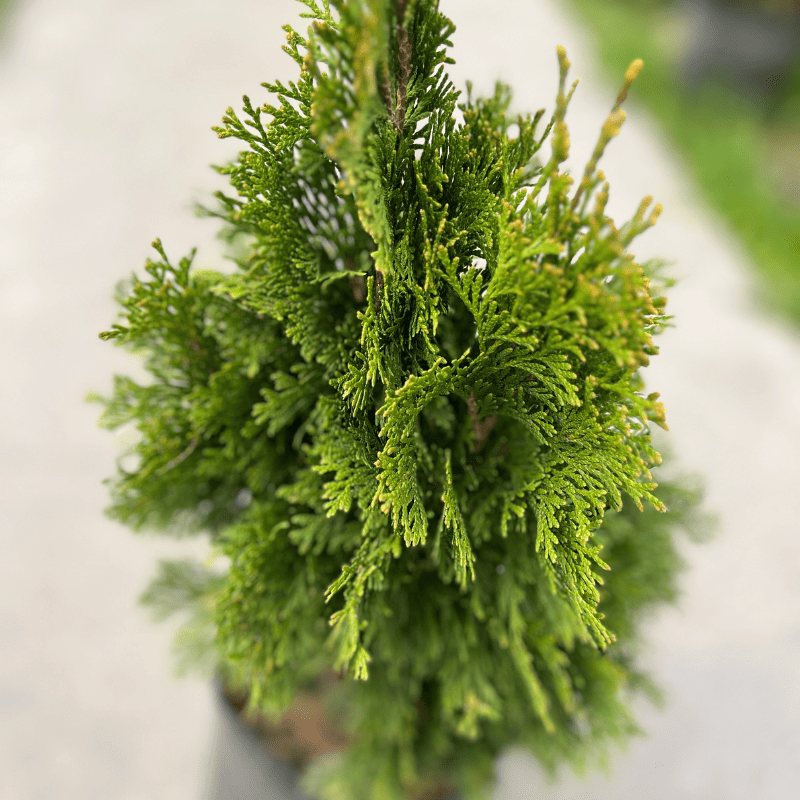Thuja Occidentalis Smaragd