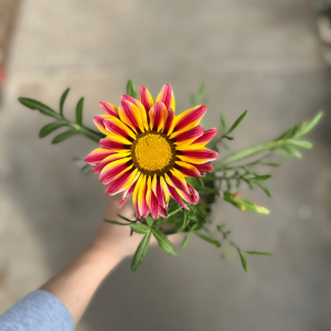 Gazania