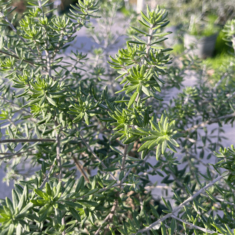 Westringia fruticosa