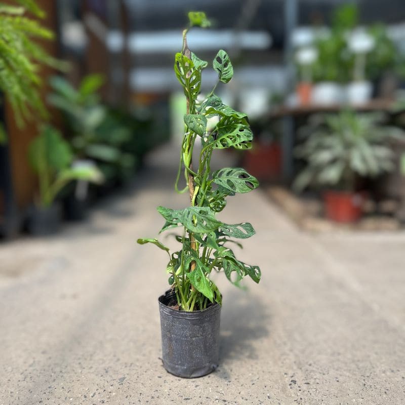 Philodendron Peruviano