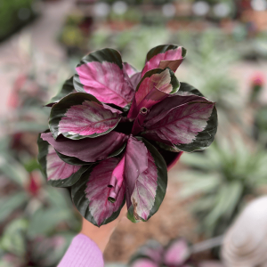 Calathea Crimson