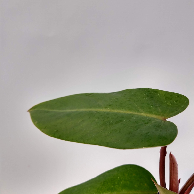Philodendron Sanguíneo M12 - Imagen 3