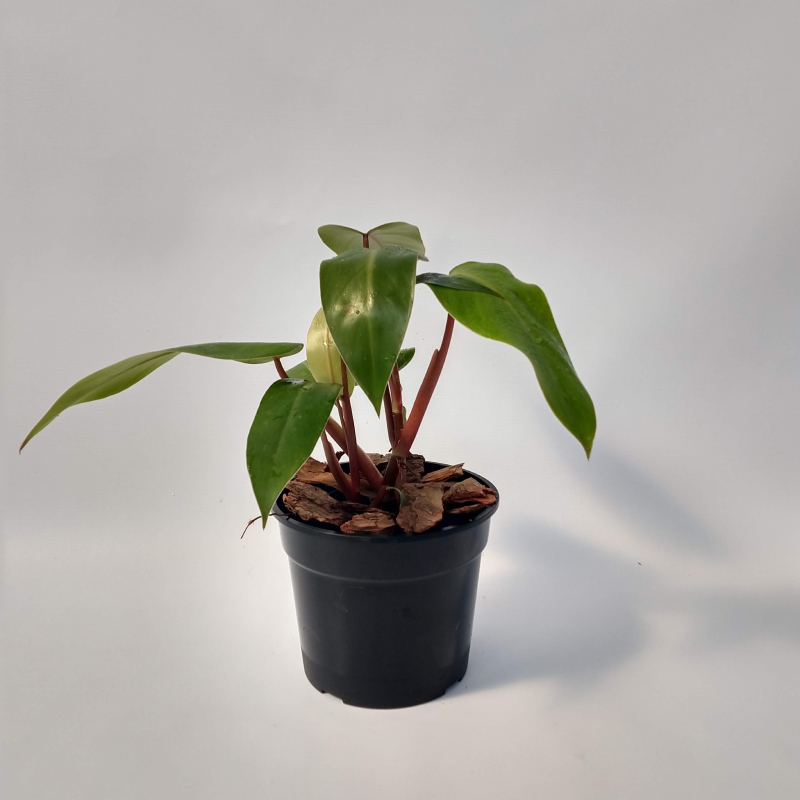 Philodendron Sanguíneo M12