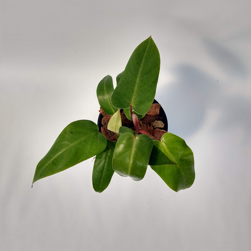 Philodendron Sanguíneo M12