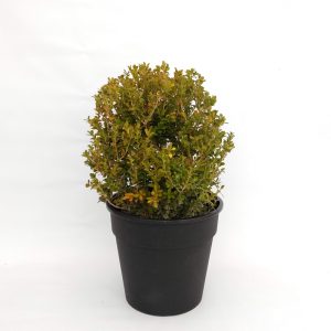Buxus bocha
