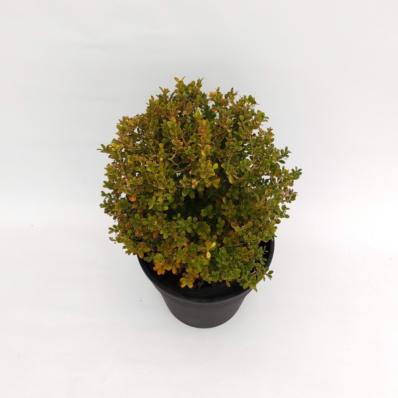 Buxus bocha