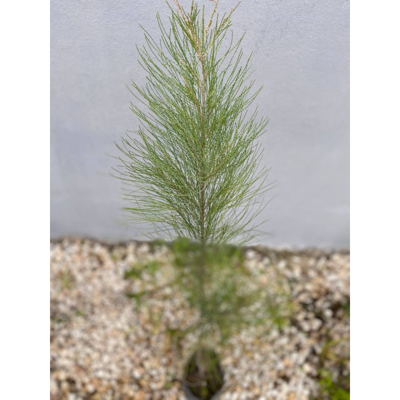 Casuarina