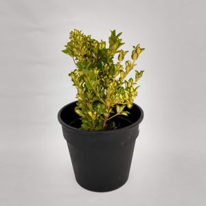Euonymus 10 lts