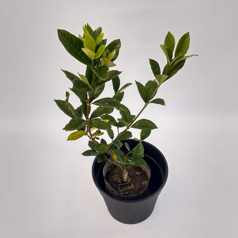 Jazmín del Cabo injertado