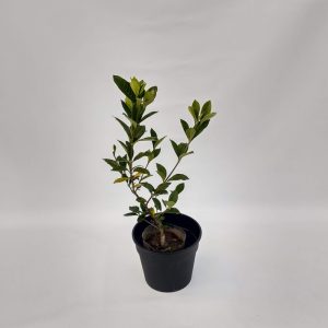 Jazmín del Cabo injertado