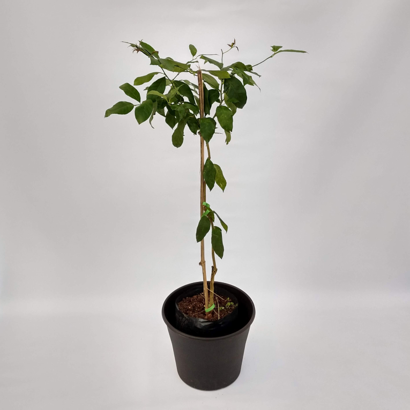 Limonero 4 estaciones E10L