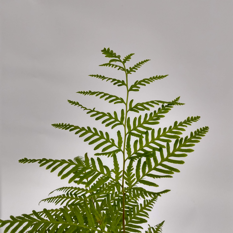 Pteris Tremula E04